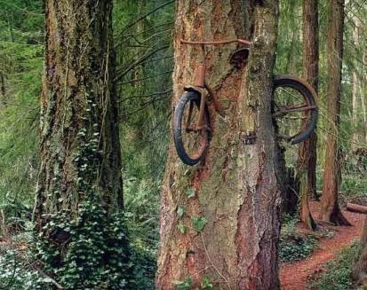 L'albero della bicicletta